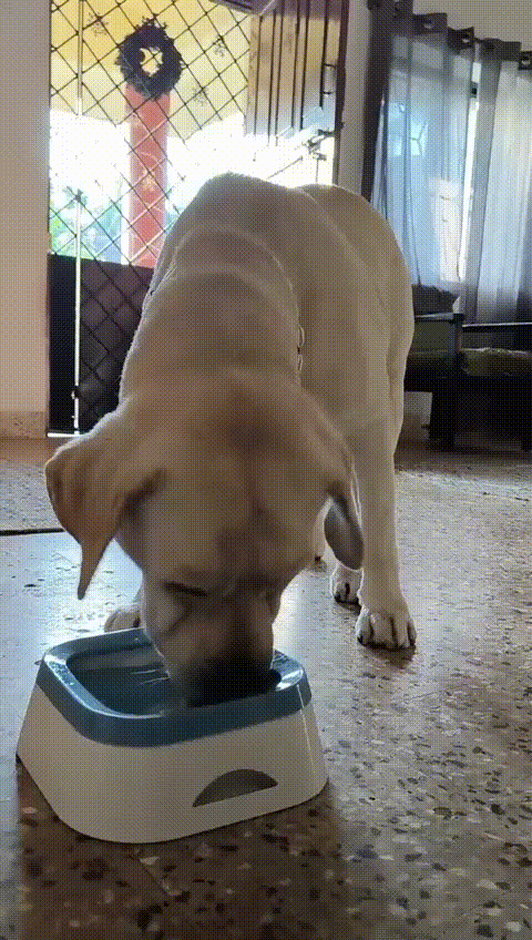 Splash-free Dog Drinking Bowl